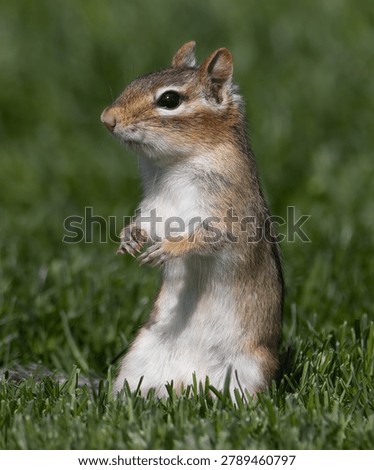 A Chipmunk Sitting Upright in the Grass