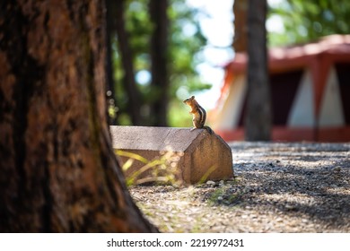 Chipmunk Small Wild Animal Rodent In Bryce Canyon National Park, Utah On Parking Space Spot With Camping Campground Tent In Background In Summer