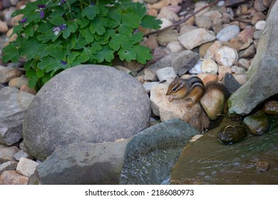 Chipmunk Snacks On Seed In Backyard Next To A Water Feature