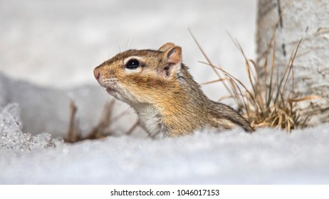 Chipmunk In The Snow