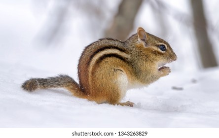 A Chipmunk In The Snow