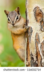 Chipmunk Squirrel Clinging To A Tree. Canada, North America