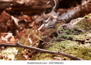 A chipmunk squirrel on a tree trunk covered by moss in an autumn forest