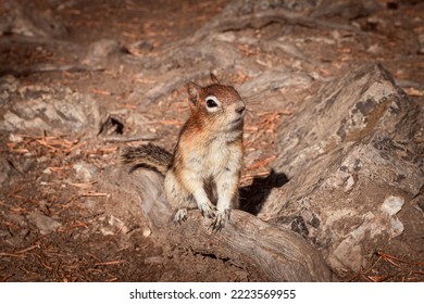 Chipmunk Squirrel In The Rocks