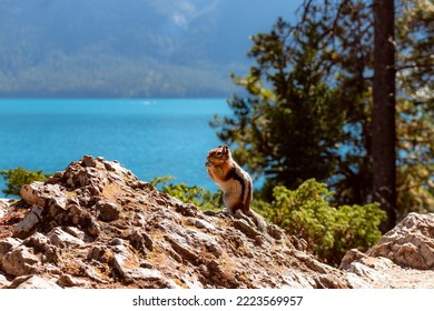 Chipmunk Squirrel In The Rocks