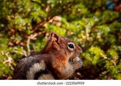 Chipmunk Squirrel In The Rocks