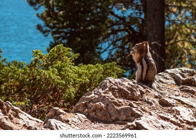 Chipmunk Squirrel In The Rocks