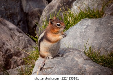 Chipmunk Squirrel In The Rocks