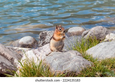 Chipmunk Squirrel In The Rocks