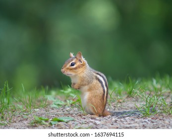 A Chipmunk Stand Alone Near His Hole