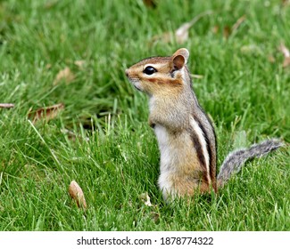 A Chipmunk standing at attention, isolatated on green grass and photographed at close range.