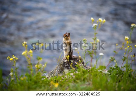 Chipmunk standing by the Madison River in Yellowstone.