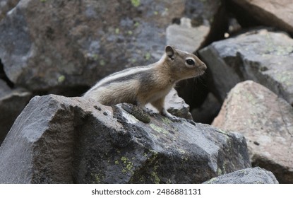 Chipmunk standing on rocks image - Powered by Shutterstock