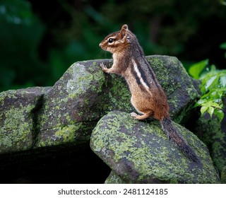Chipmunk standing on some rocks looking around the forest. - Powered by Shutterstock