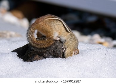 A Chipmunk Sticking It's Head In The Snow