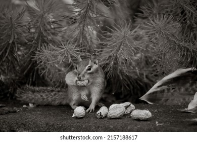 Chipmunk Stuffing Face With Peanut