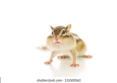 Chipmunk Stuffing Food