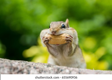 Chipmunk is stuffing food into mouth - Powered by Shutterstock