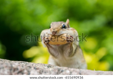 Chipmunk is stuffing food into mouth