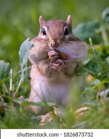 A Chipmunk Stuffing A Peanut Into Full Cheeks