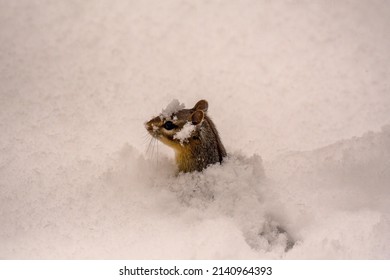 Chipmunk Under Snow In Winter