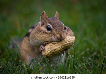 A Chipmunk With Very Stuffed Cheeks