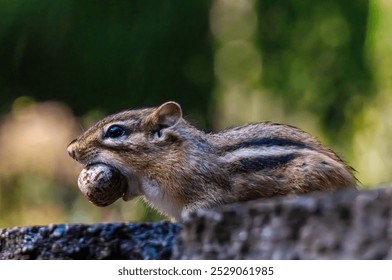 A chipmunk with wet fur holds an acorn in its mouth while perched on a log. The close-up captures the details of its stripes, and the natural background adds depth to this wildlife scene. - Powered by Shutterstock