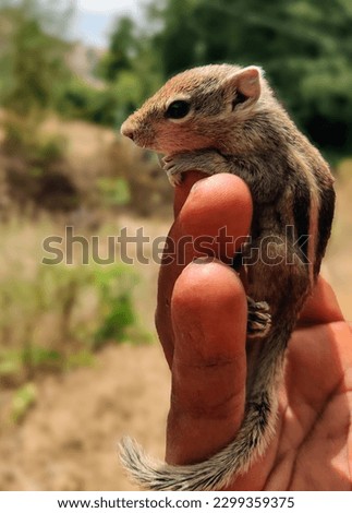Chipmunks are basically pygmy squirrels adapted to exploiting the resources of rocky terrain and forest understories.