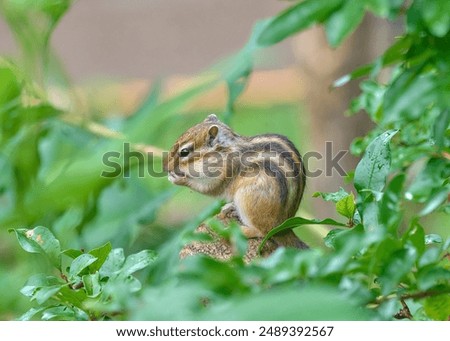 Chipmunks feeding in a tree.