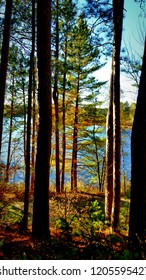 Chippewa National Forest, Itasca County, MN