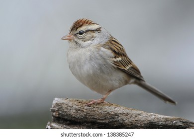 Chipping Sparrow