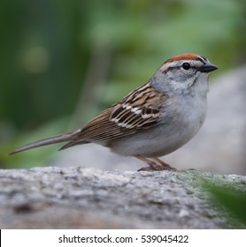 Chipping Sparrow