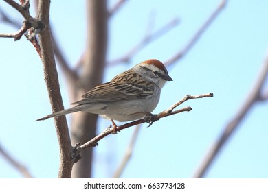 Chipping Sparrow
