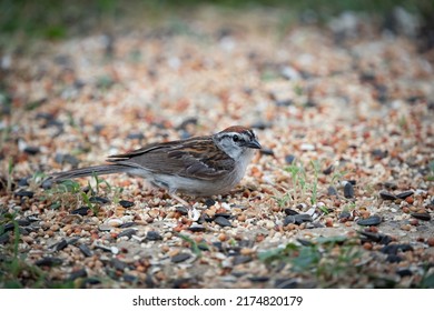 Chipping Sparrow Eating Bird Seed On The Ground Looking At Seed Pile