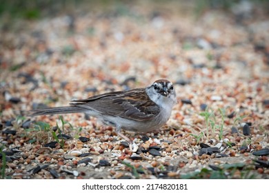 Chipping Sparrow Eating Bird Seed On The Ground Looking At Camera With Seed