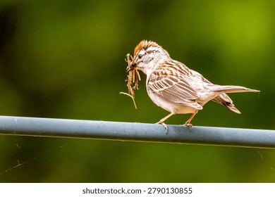 A chipping sparrow with nesting material in the spring. 