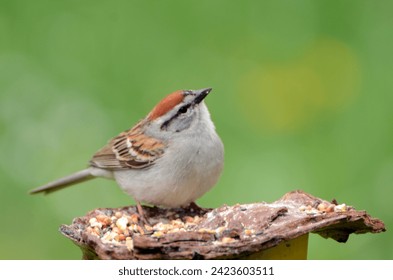A Chipping sparrow on some birdseed