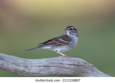 Chipping Sparrow Perched on Driftwood Log Against Green Background in Louisiana Winter  - Shutterstock ID 2111318807