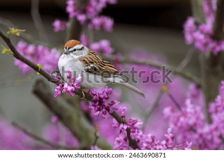 Chipping Sparrow in a Redbud Tree with a horizontal crop. Springtime with new buds on the Redbud tree and the first time the Chipping Sparrow appeared