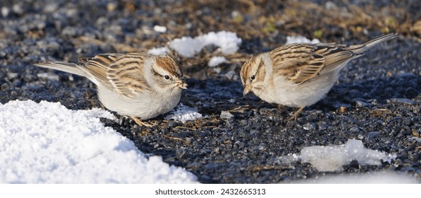 Chipping Sparrows in the snow