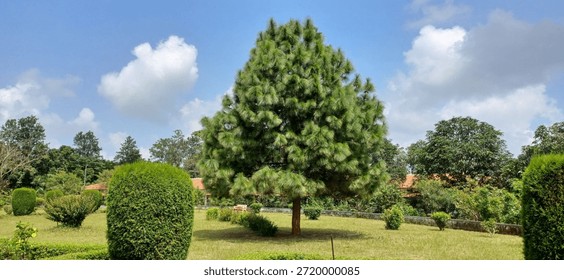 Chir pine tree, Pinus roxburghii, nature beauty 
