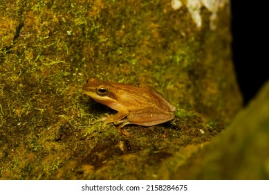 Chirixalus Trilaksonoi, Chirixalus Is A Genus Of Frogs In The Moss Frog Family (Rhacophoridae), Asia