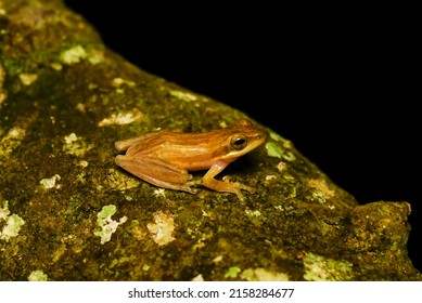 Chirixalus Trilaksonoi, Chirixalus Is A Genus Of Frogs In The Moss Frog Family (Rhacophoridae), Asia