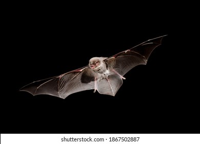 Chiropterans, commonly known as bats, are an order of placental mammals whose upper extremities developed into wings. Los quirópteros, conocidos comúnmente como murciélagos, ​son un orden de mamíferos - Shutterstock ID 1867502887