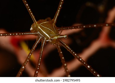 Chirostylus Sp. (Imperial Spider Crab), Romblon Island, Philippines.