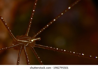 Chirostylus Sp. (Imperial Spider Crab), Romblon Island, Philippines.