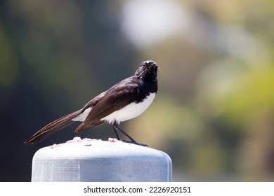 Chirpy little adult Australian willie wagtail in smart black and white plumage perching on a metal capped wooden pole after eating a dragonfly insect flying past which makes a quick meal. - Shutterstock ID 2226920151