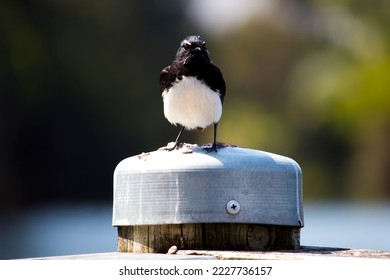 Chirpy little adult Australian willie wagtail in smart black and white plumage perching on a metal capped wooden pole after eating a dragonfly insect flying past which makes a quick meal. - Shutterstock ID 2227736157