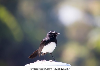Chirpy little adult Australian willie wagtail in smart black and white plumage perching on a metal capped wooden pole after eating a dragonfly insect flying past which makes a quick meal. - Shutterstock ID 2228129387