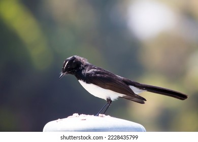 Chirpy little adult Australian willie wagtail in smart black and white plumage perching on a metal capped wooden pole after eating a dragonfly insect flying past which makes a quick meal. - Shutterstock ID 2228435799